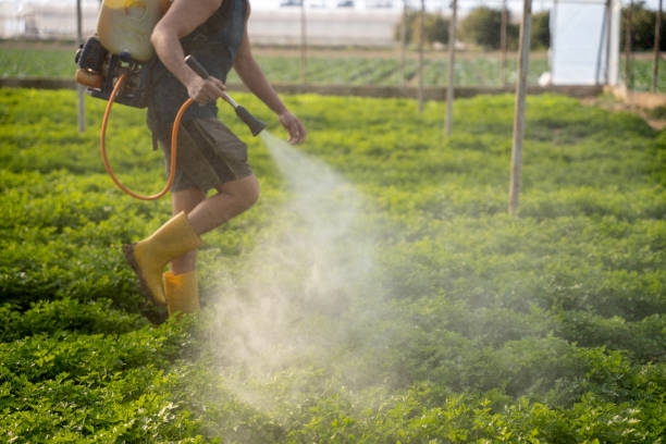 Best Affordable Pest Control Services  in Lufkin, TX