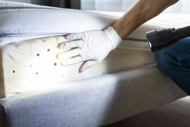 Best Wasp Removal Services  in Lufkin, TX