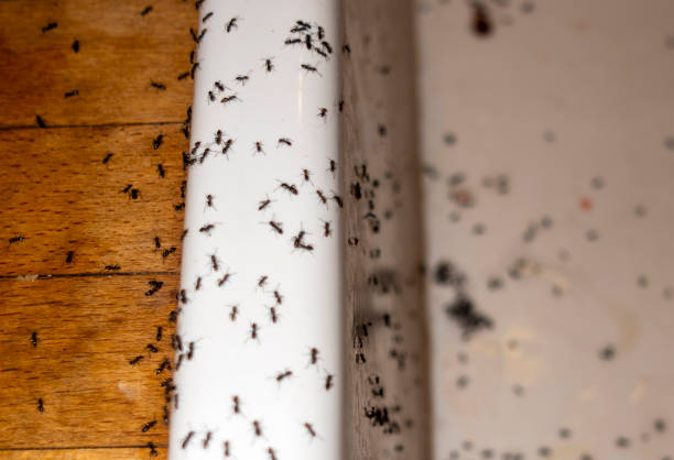 Best Emergency Pest Control  in Lufkin, TX