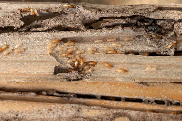 Best Flea Control Services  in Lufkin, TX
