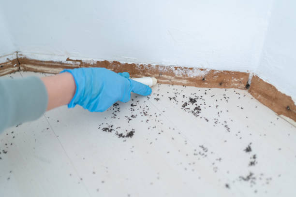 Best Commercial Pest Control Services  in Lufkin, TX