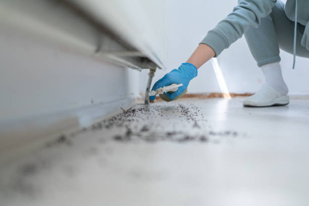 Best Ant Control Services  in Lufkin, TX